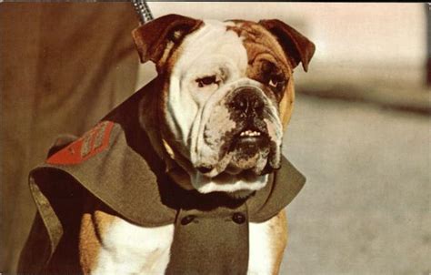 The Leatherneck Mascot: Celebrating the Marine Corps' Ties to the Sea